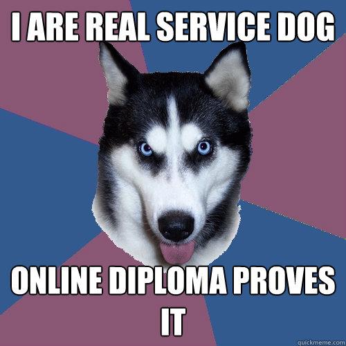 I are real service dog Online diploma proves it  Creeper Canine