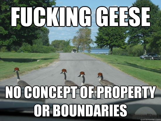 fucking geese no concept of property or boundaries  Scumbag Geese