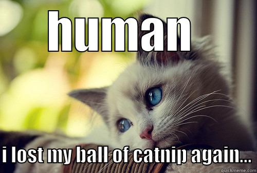 catnip days are over... - HUMAN   I LOST MY BALL OF CATNIP AGAIN... First World Problems Cat