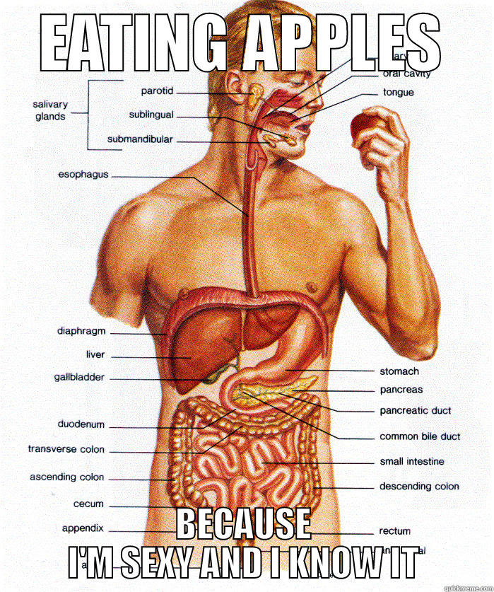 digestive system - EATING APPLES BECAUSE I'M SEXY AND I KNOW IT Misc