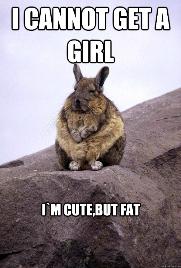 I cannot get a girl I`m cute,but fat  Wise Wondering Viscacha