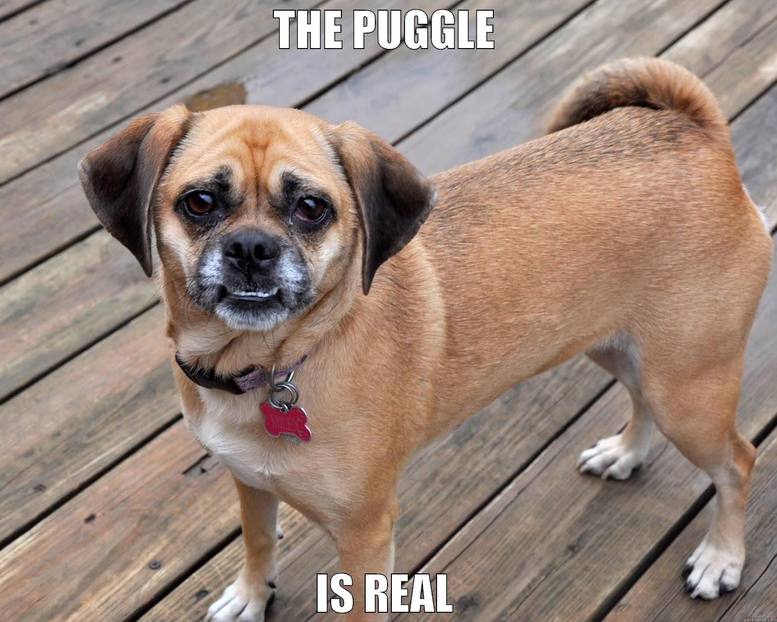 the puggle is real - THE PUGGLE IS REAL Misc