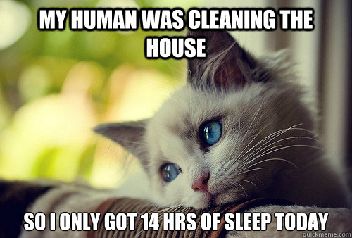 My human was cleaning the house So I only got 14 hrs of sleep today - My human was cleaning the house So I only got 14 hrs of sleep today  First World Cat Problems