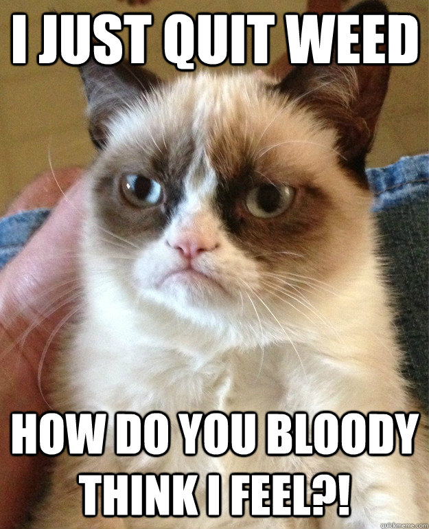 i just quit weed how do you bloody think i feel?!  Grumpy Cat