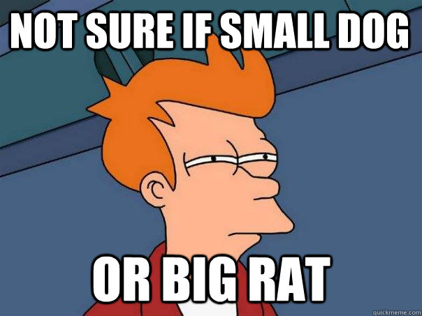 not sure if small dog or big rat  Futurama Fry