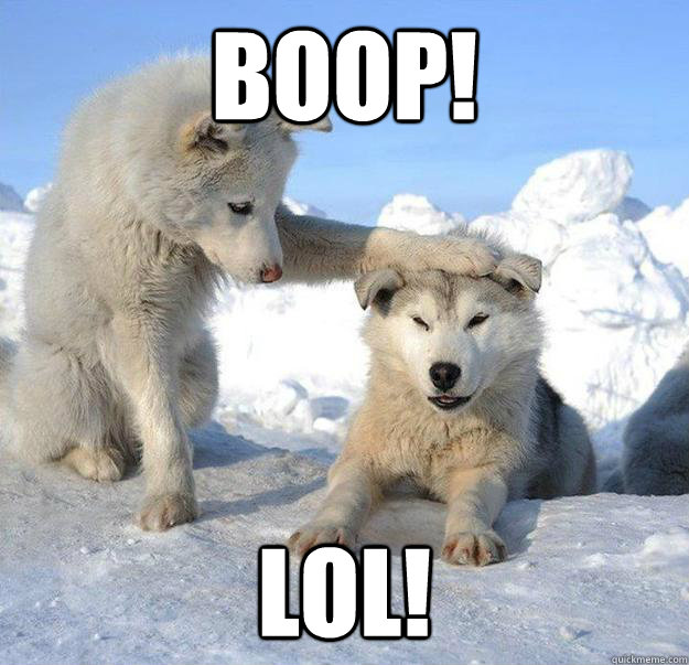 boop! lol!  Caring Husky