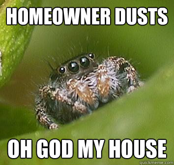 Homeowner dusts Oh god my house - Homeowner dusts Oh god my house  Misunderstood Spider