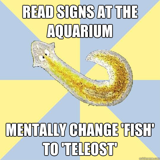 Read signs at the aquarium mentally change 'fish' to 'teleost'  Bio Major Planarian