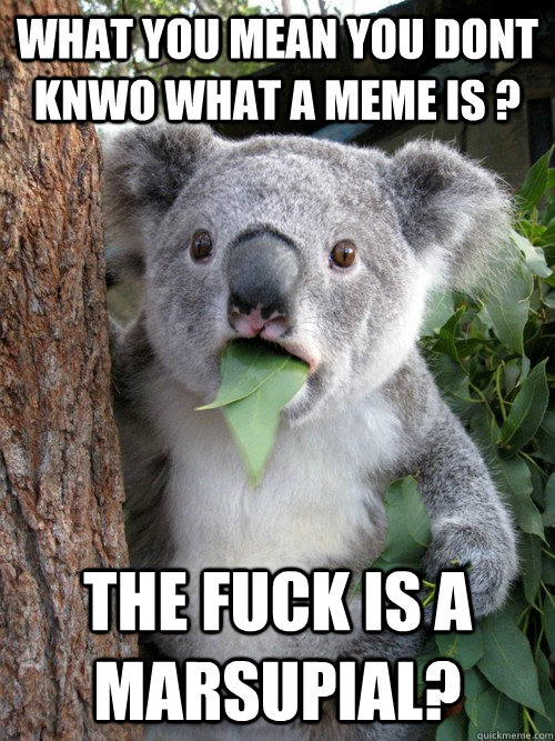 what you mean you dont knwo what a meme is ? the fuck is a marsupial? - what you mean you dont knwo what a meme is ? the fuck is a marsupial?  koala bear