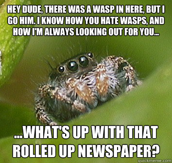 Hey dude, there was a wasp in here, but I go him. I know how you hate wasps, and how I'm always looking out for you... ...What's up with that rolled up newspaper?   Misunderstood Spider