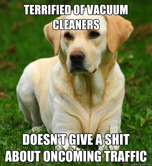 terrified of vacuum cleaners doesn't give a shit about oncoming traffic  Dog Logic