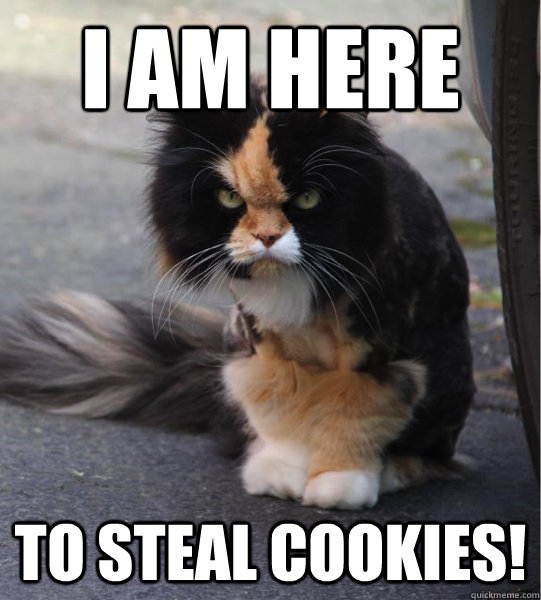 I am here to steal cookies!  Evil Cat
