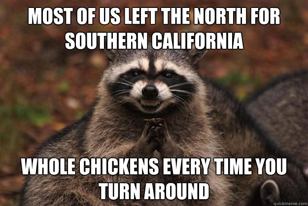 most of us left the north for southern california whole chickens every time you turn around  Evil Plotting Raccoon