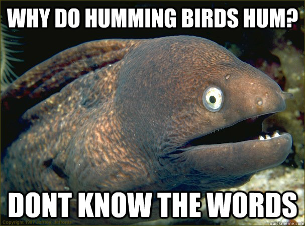 why do humming birds hum? DONT KNOW THE WORDS  Bad Joke Eel