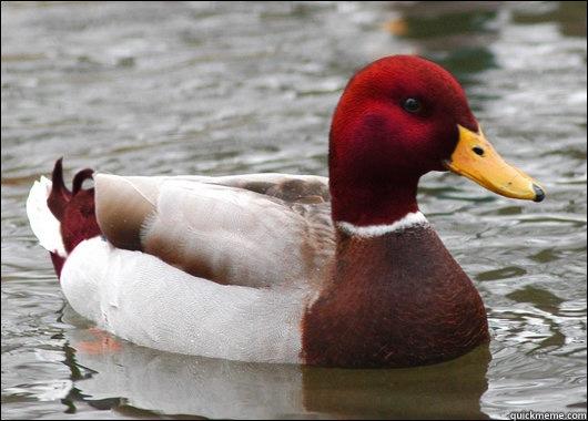     Malicious Advice Mallard