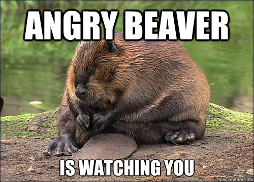 Angry Beaver is watching you - Angry Beaver is watching you  Angry Beaver