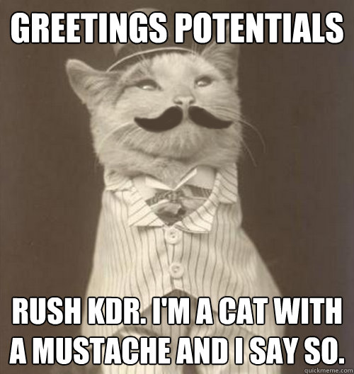 greetings potentials rush kdr. i'm a cat with a mustache and i say so.  Original Business Cat