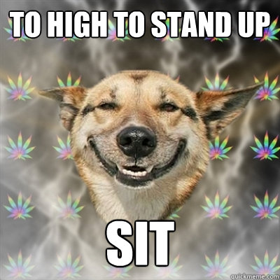 to high to stand up  sit  Stoner Dog