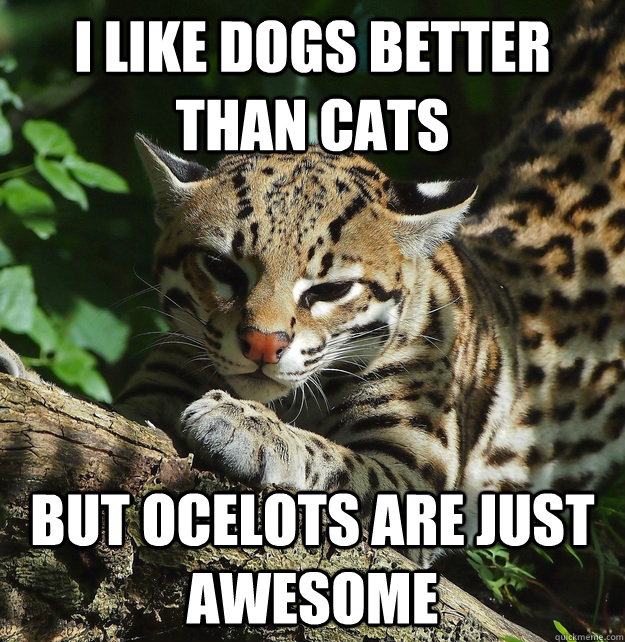 I like dogs better than cats But Ocelots are just awesome  