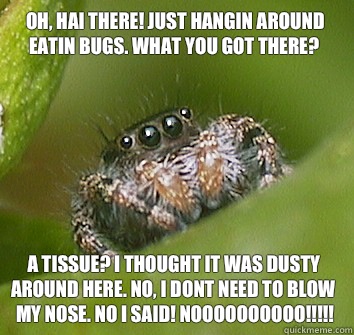 Oh, Hai there! Just hangin around eatin bugs. What you got there?  A tissue? I thought it was dusty around here. No, I dont need to blow my nose. No I said! Noooooooooo!!!!!  Misunderstood Spider