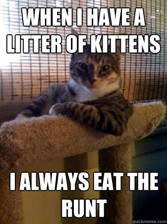 When i have a litter of kittens I always eat the runt - When i have a litter of kittens I always eat the runt  The Most Interesting Cat in the World