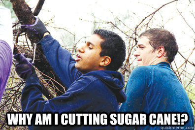 Why am i cutting sugar cane!? - Why am i cutting sugar cane!?  sugar cane