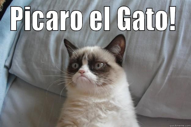 PICARO EL GATO!  Grumpy Cat