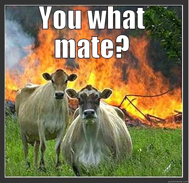 YOU WHAT MATE?  Evil cows