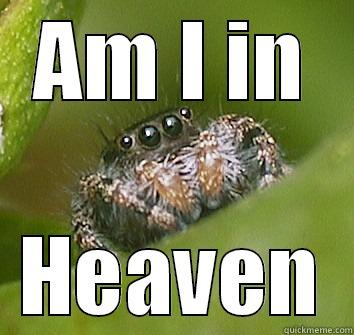 AM I IN HEAVEN Misunderstood Spider