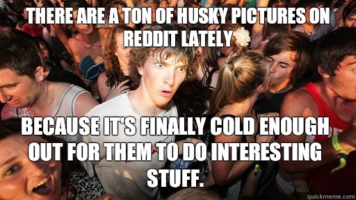 There are a ton of husky pictures on Reddit lately Because it's finally cold enough out for them to do interesting stuff.  - There are a ton of husky pictures on Reddit lately Because it's finally cold enough out for them to do interesting stuff.   Sudden Clarity Clarence