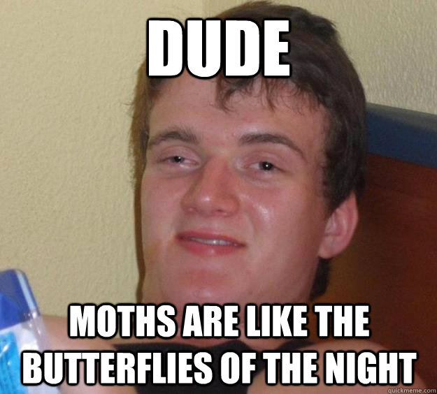 Dude Moths are like the butterflies of the night  10 Guy