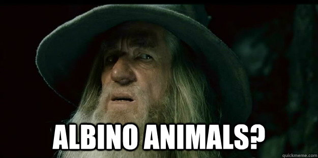  Albino Animals?  I have no memory Gandalf