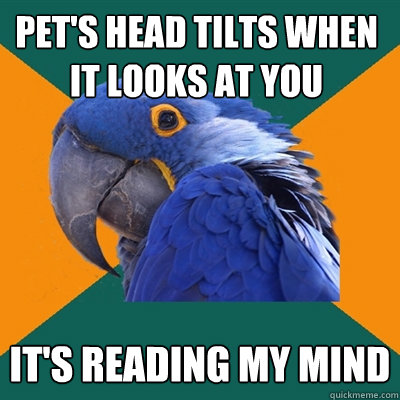 pet's head tilts when it looks at you it's reading my mind  Paranoid Parrot