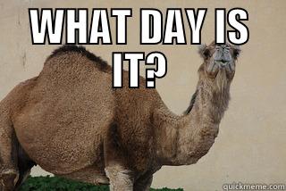 Hump Day - WHAT DAY IS IT?  Misc