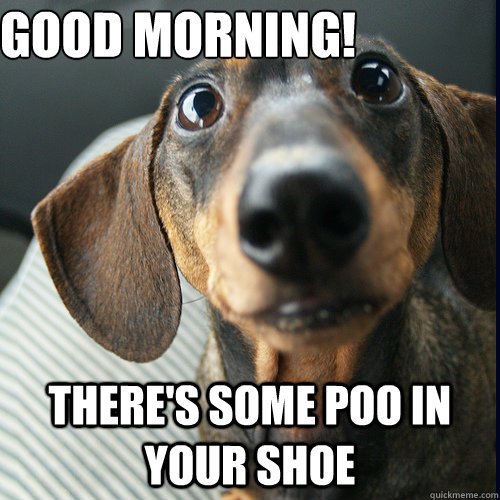 Good Morning! There's some poo in your shoe  