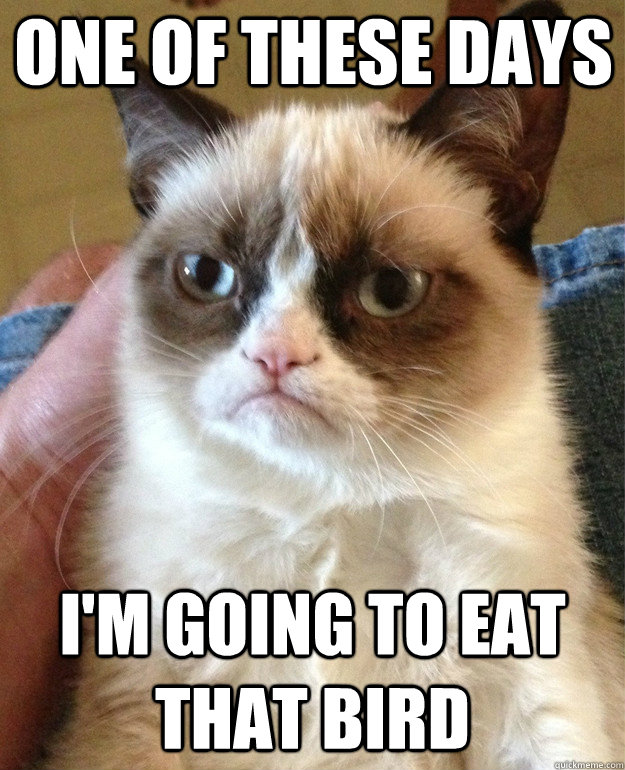 One of these days I'm going to eat that bird  Grumpy Cat