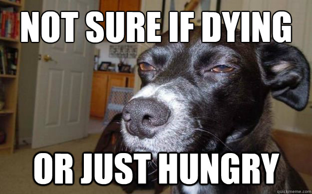 not sure if dying
 or just hungry  Skeptical Mutt