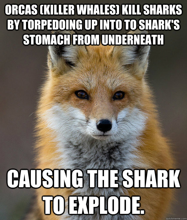 Orcas (killer whales) kill sharks by torpedoing up into to shark's stomach from underneath causing the shark to explode.  - Orcas (killer whales) kill sharks by torpedoing up into to shark's stomach from underneath causing the shark to explode.   Fun Fact Fox