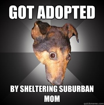 GOT ADOPTED BY SHELTERING SUBURBAN MOM  Depression Dog