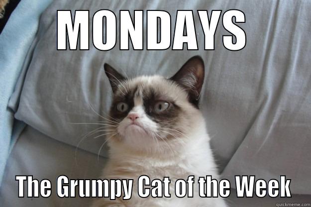 MONDAYS THE GRUMPY CAT OF THE WEEK Grumpy Cat