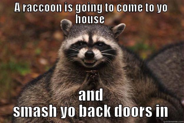 evil racoon - A RACCOON IS GOING TO COME TO YO HOUSE  AND SMASH YO BACK DOORS IN Evil Plotting Raccoon