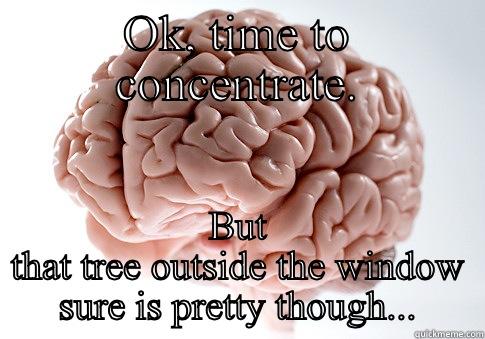 OK, TIME TO CONCENTRATE. BUT THAT TREE OUTSIDE THE WINDOW SURE IS PRETTY THOUGH... Scumbag Brain