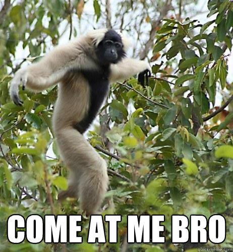  Come at me bro  Gangsta Gibbon