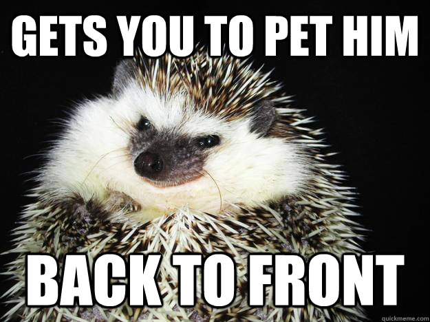 Gets you to pet him Back to Front  Evil Plotting Hedgehog