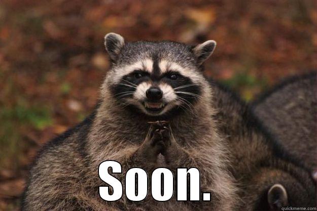  SOON. Evil Plotting Raccoon