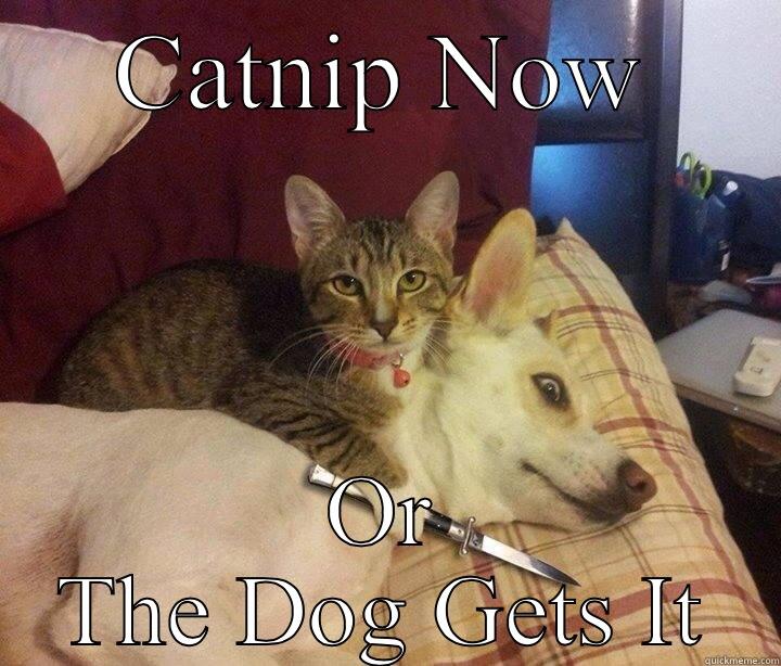 CATNIP NOW OR THE DOG GETS IT Misc