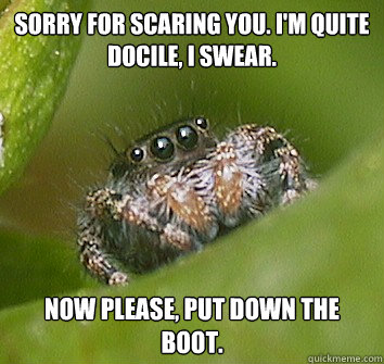 Sorry for scaring you. I'm quite docile, I swear. Now please, put down the boot.  Misunderstood Spider