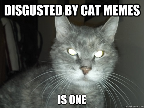 Disgusted by cat memes is one - Disgusted by cat memes is one  Affronted Feline