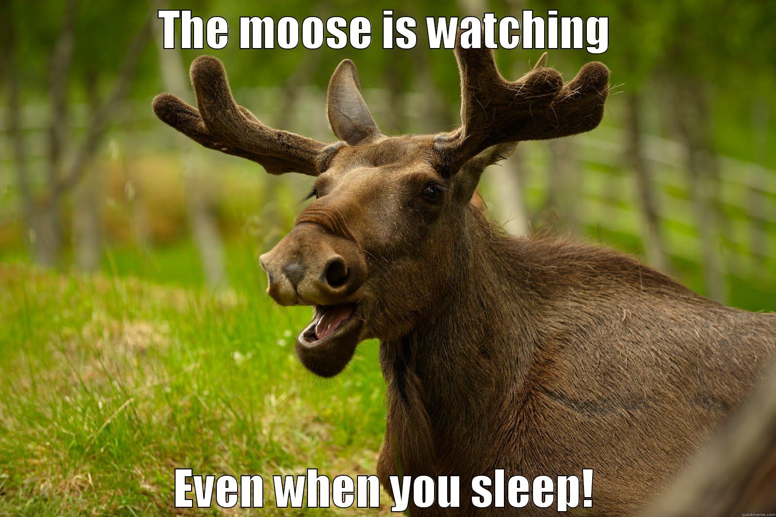 THE MOOSE IS WATCHING EVEN WHEN YOU SLEEP! Misc