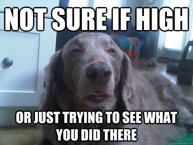 NOT SURE IF HIGH OR JUST TRYING TO SEE WHAT YOU DID THERE  10 Dog